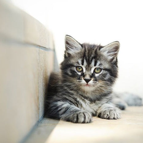 cute alert kitten resting on indoor stairs