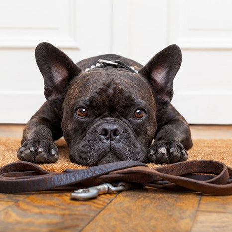 small pleading dog near its leash inside home